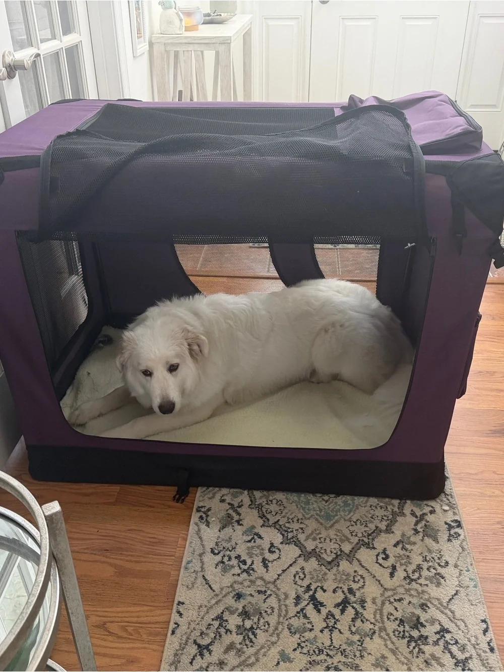 Purple Soft-Sided Pet Crate with Mesh Panels